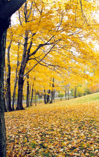 flori frumoase (13) - 0 Alege o floare 0