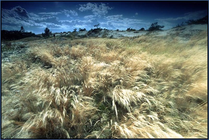 xHeattOffCiruss - 0 Alege o floare 0