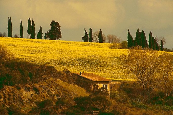 flori frumoase (17) - 0 Alege o floare 0