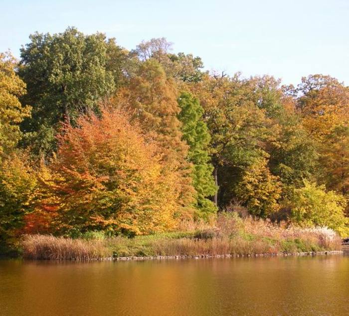 flori frumoase (18) - 0 Alege o floare 0