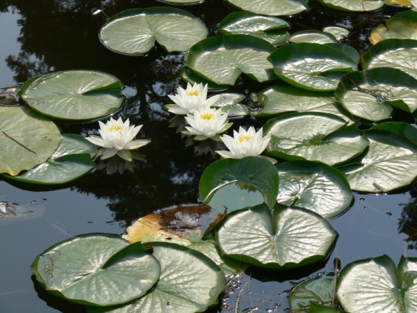 flori frumoase (19) - 0 Alege o floare 0