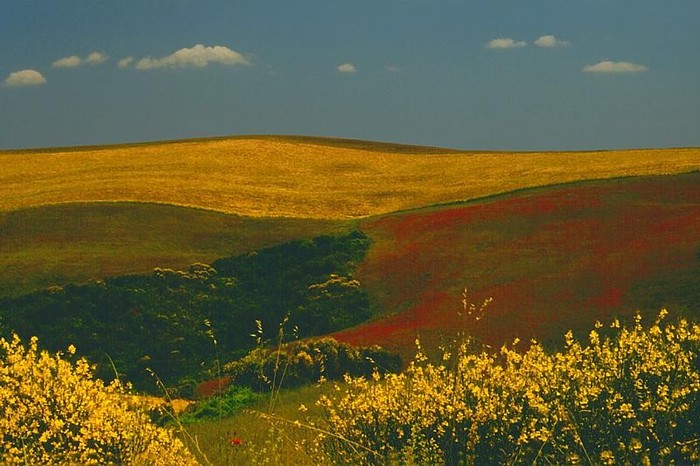 flori frumoase (22) - 0 Alege o floare 0