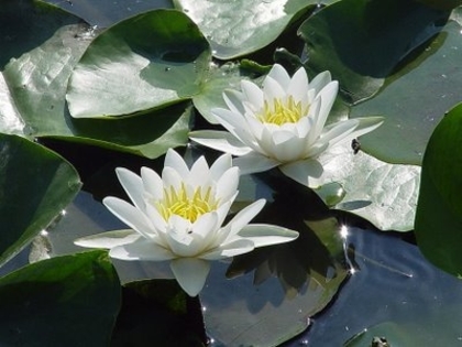 flori frumoase (23) - 0 Alege o floare 0