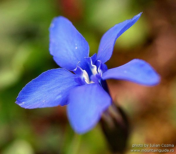 flori frumoase (27) - 0 Alege o floare 0