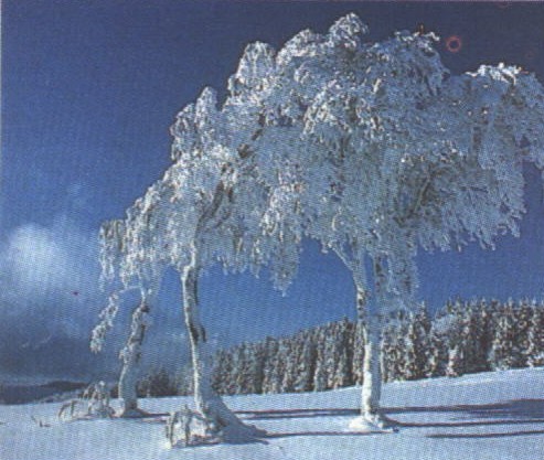 flori frumoase (28) - 0 Alege o floare 0