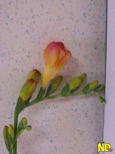 flori frumoase (33)