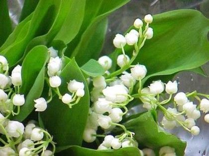 dannyanny - 0 Alege o floare 0