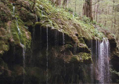 flori frumoase (47) - 0 Alege o floare 0