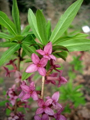 xKoreaFan - 0 Alege o floare 0