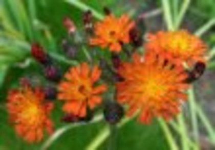 flori frumoase (69) - 0 Alege o floare 0