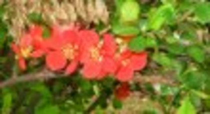 flori frumoase (71) - 0 Alege o floare 0