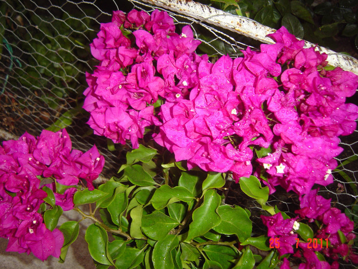 Picture 2239 - 0-BAUGAINVILLEA