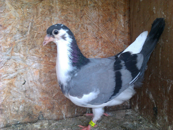 F femela - B- Puii 2011