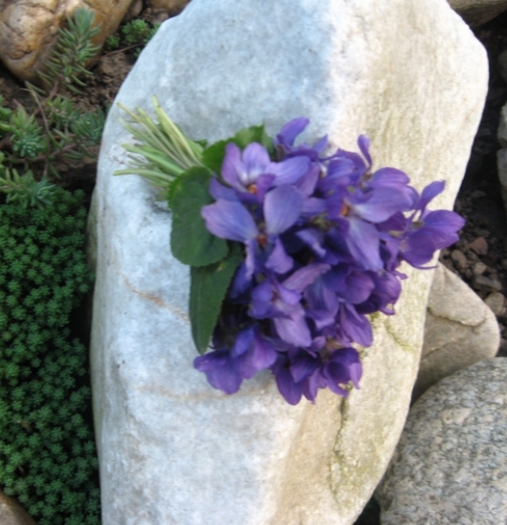 7 aprilie2011 - Flori din gradina mea