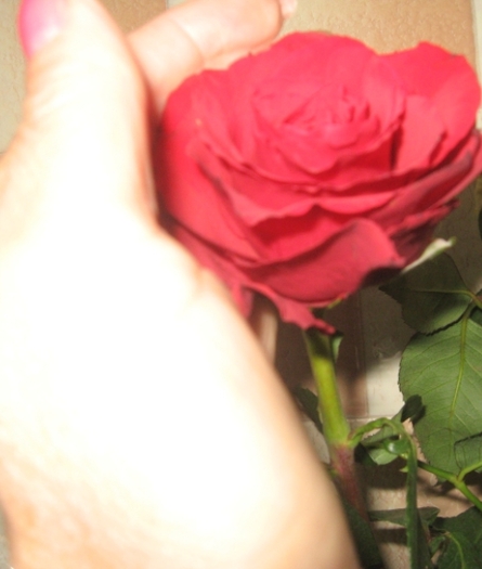 8 .03.2011 - Flori din gradina mea
