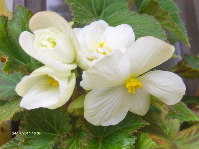begonie - 07_IULIE