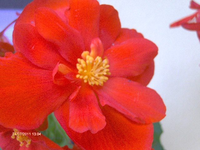 begonie - 07_IULIE
