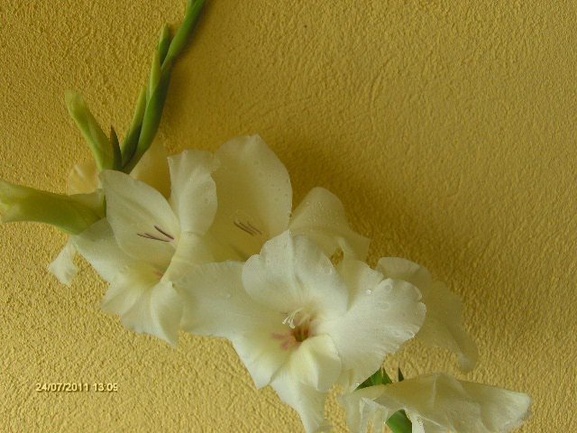 gladiola de la Maryanne - 07_IULIE