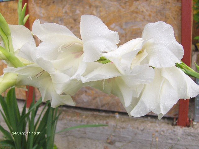 gladiola de la Maryanne