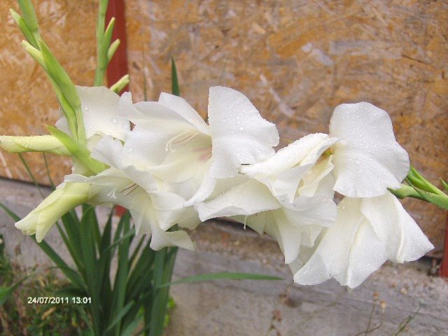 gladiola de la Maryanne - 07_IULIE
