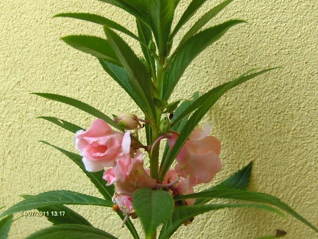 balsamine - 07_IULIE