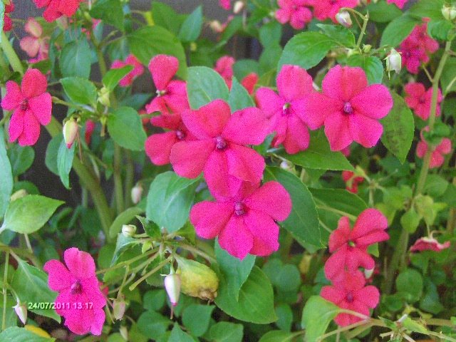 sporul casei - 07_IULIE