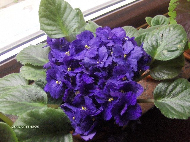 violete inflorite de o gramada vreme - 07_IULIE