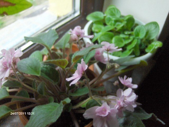 violete .....inzdravenite - 07_IULIE