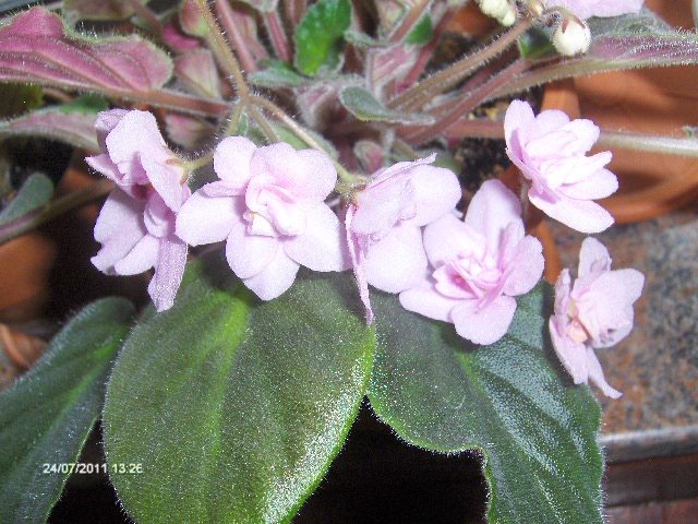 prin mutare - 07_IULIE