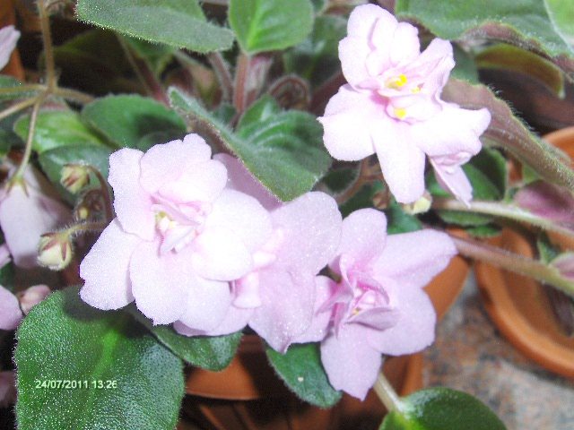 la o fereastra - 07_IULIE