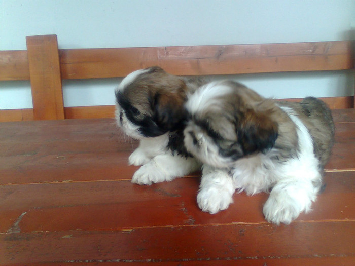 Imagine3407 - shih-tzu catei de vanzare