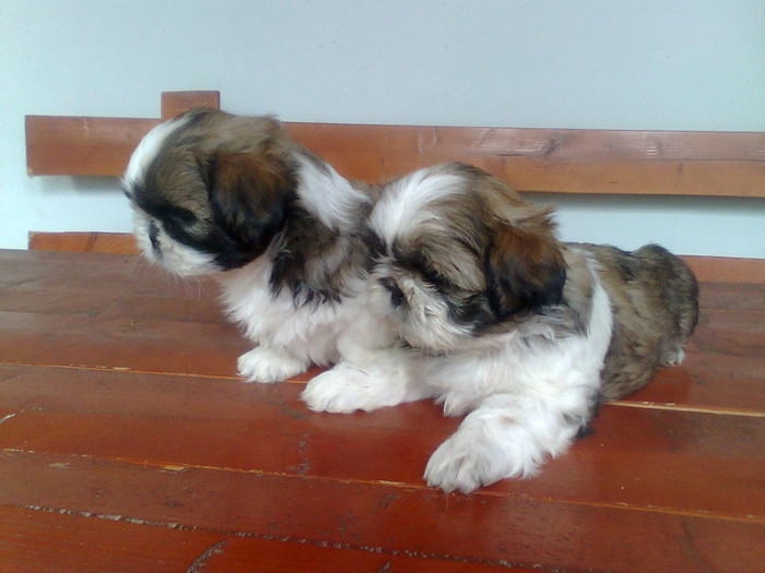 Imagine3406 - shih-tzu catei de vanzare