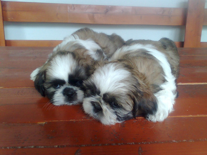 Imagine3410 - shih-tzu catei de vanzare