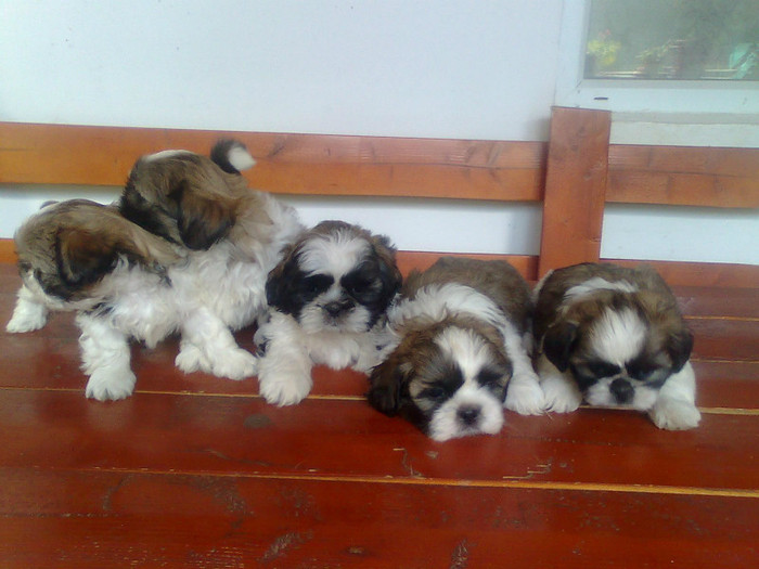 Imagine3396 - shih-tzu catei de vanzare