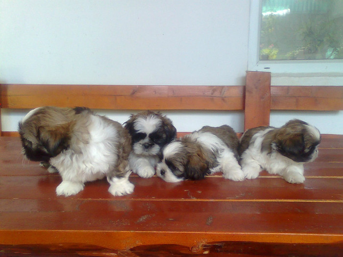 Imagine3398 - shih-tzu catei de vanzare