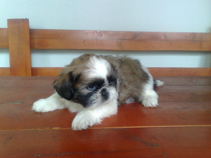 Imagine3401 - shih-tzu catei de vanzare