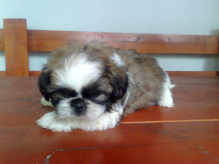 Imagine3402 - shih-tzu catei de vanzare