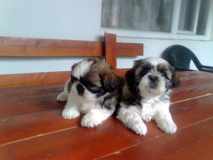 Imagine3408 - shih-tzu catei de vanzare