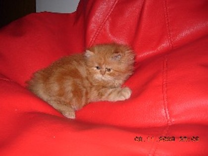 pui pisica persana roscata