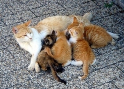 pisicute mici - Pui frumosi de pisica