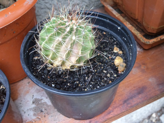 Hamatocactus setispinus - Cactusi identificati