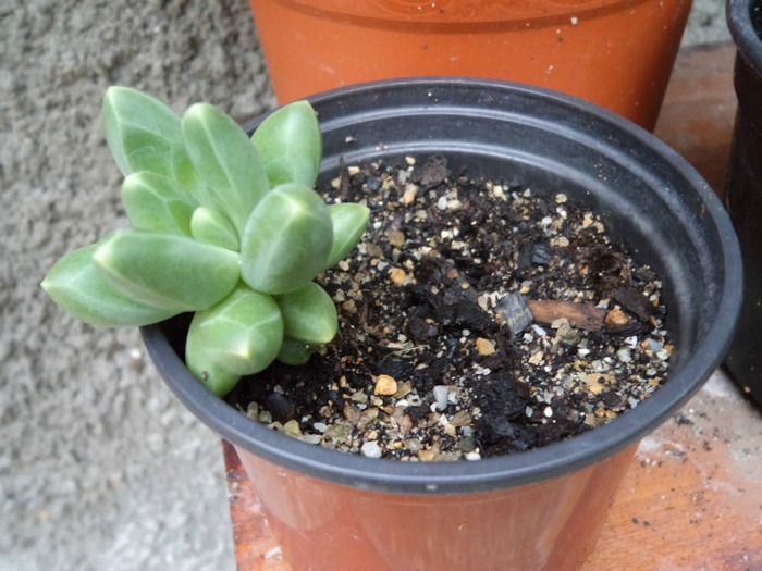 Pachyphytum compactum - Cactusi identificati