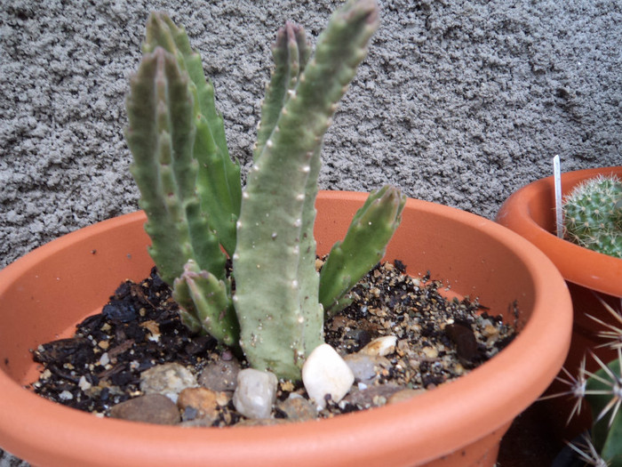 Stapelia flavirostris - Cactusi identificati