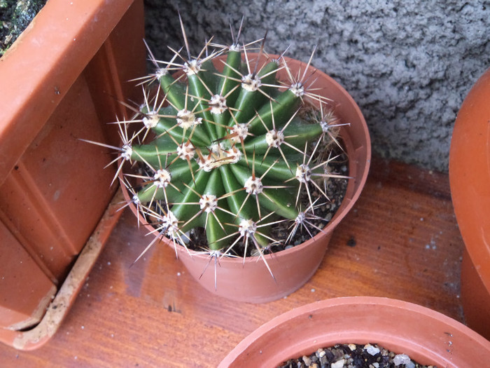 Echinopsis - Cactusi identificati