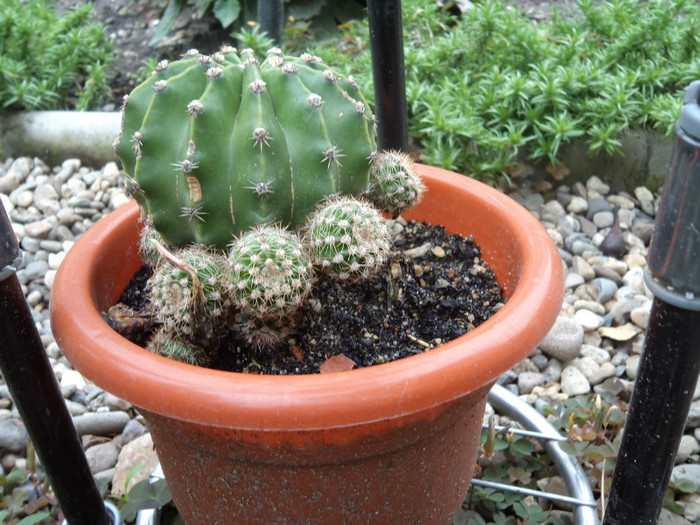 Echinopsis - Cactusi identificati