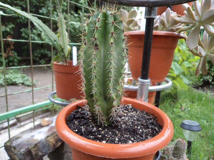 Stenocereus thurberi - Cactusi identificati