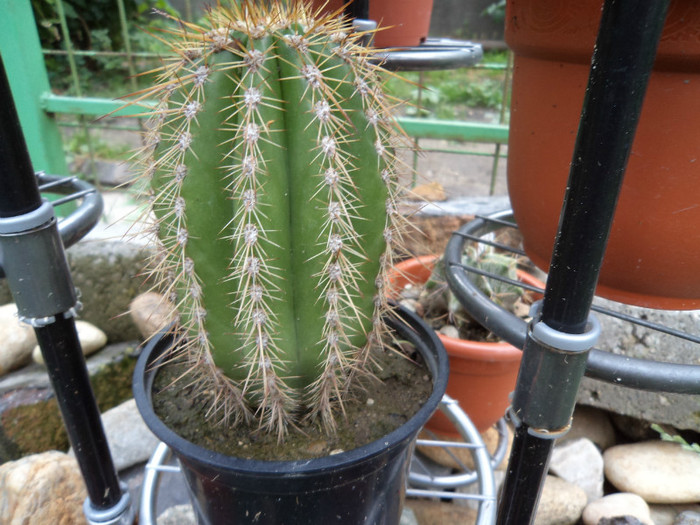 Trichocereus - Cactusi identificati