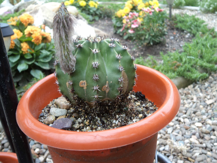 Echinopsis - Cactusi identificati