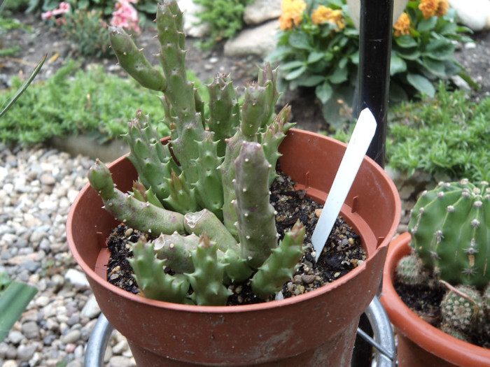 Stapelia variegata - Cactusi identificati