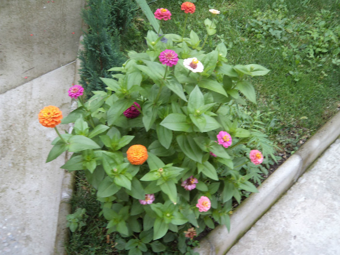 Carciumare- din nou - FLORI IN GRADINA 2011